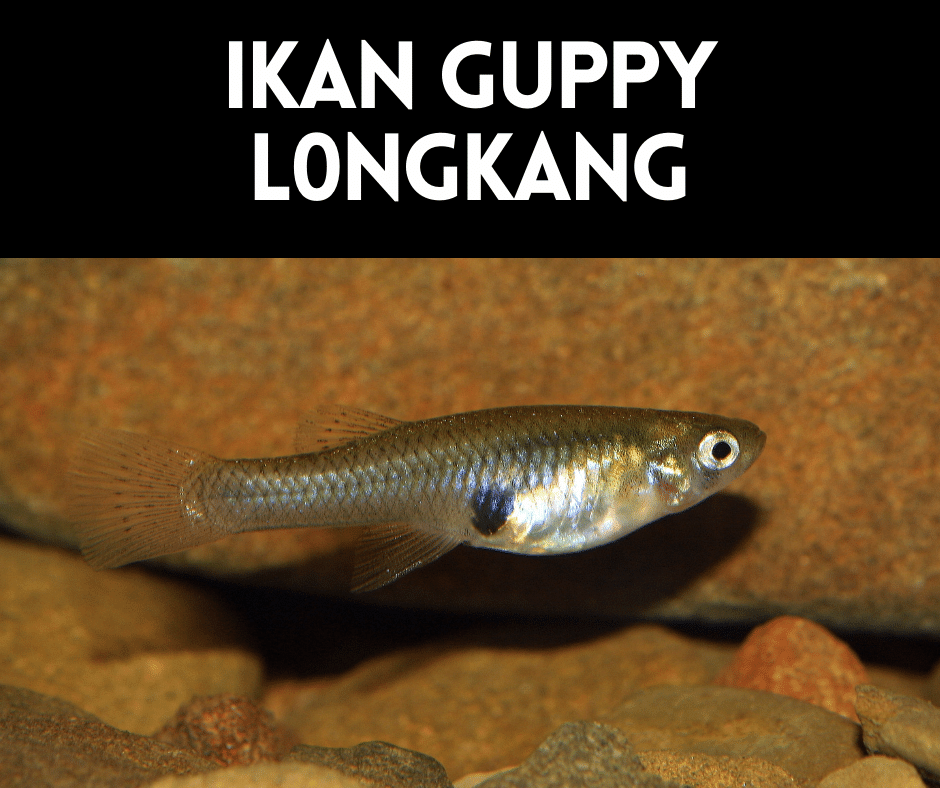 Ikan Guppy Longkang