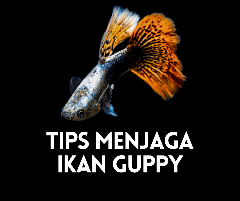 Menjaga Ikan Guppy