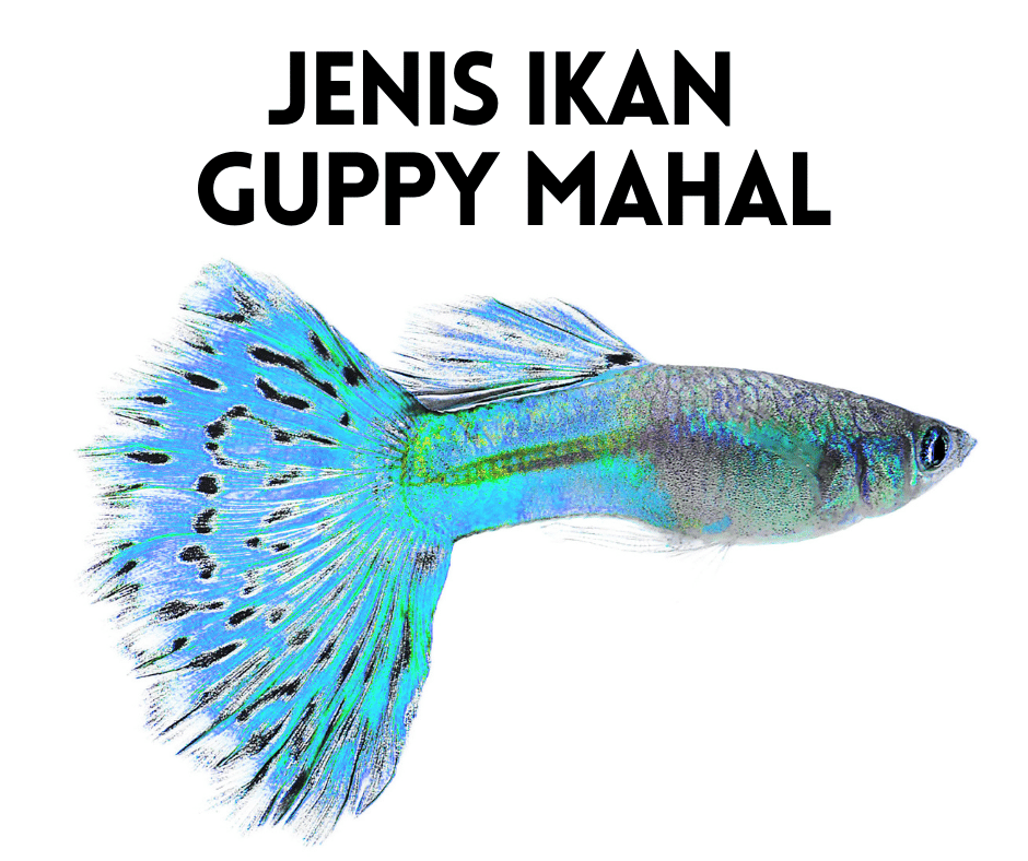Jenis Ikan Guppy termahal
