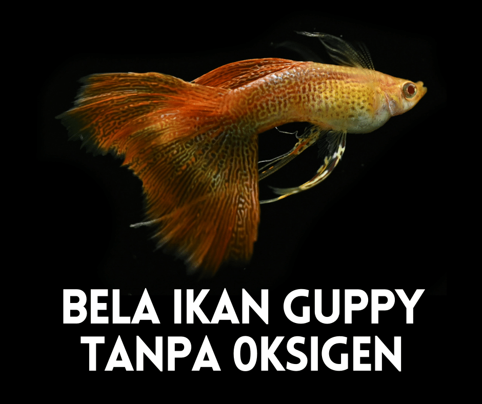 Cara Bela Ikan Guppy Tanpa Oksigen