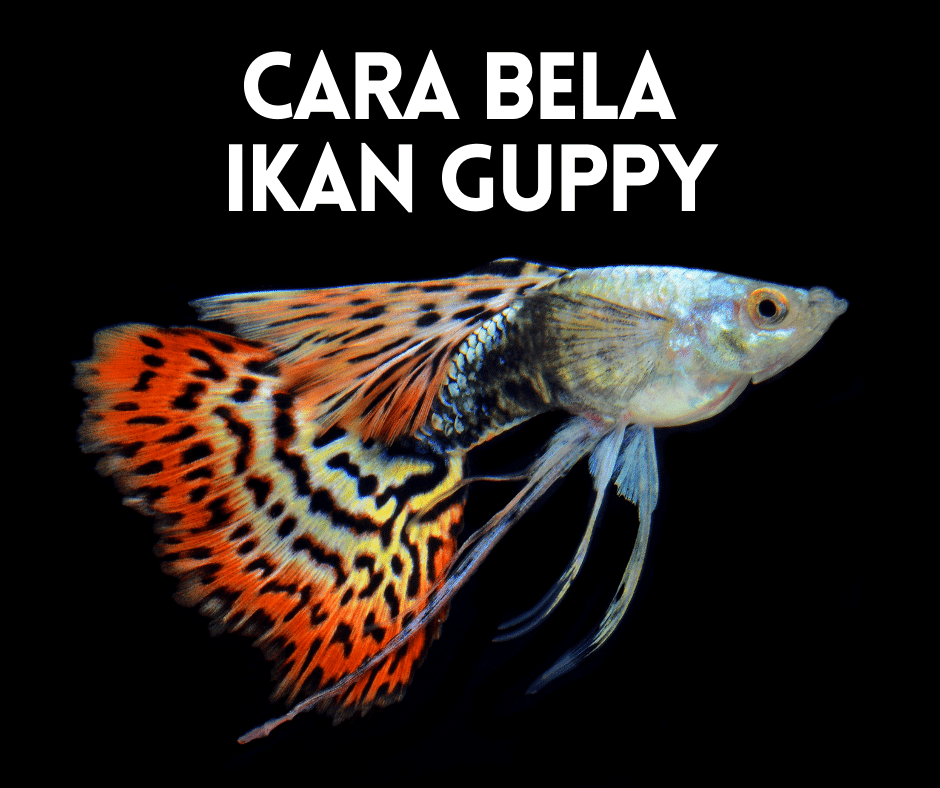 Cara bela ikan guppy