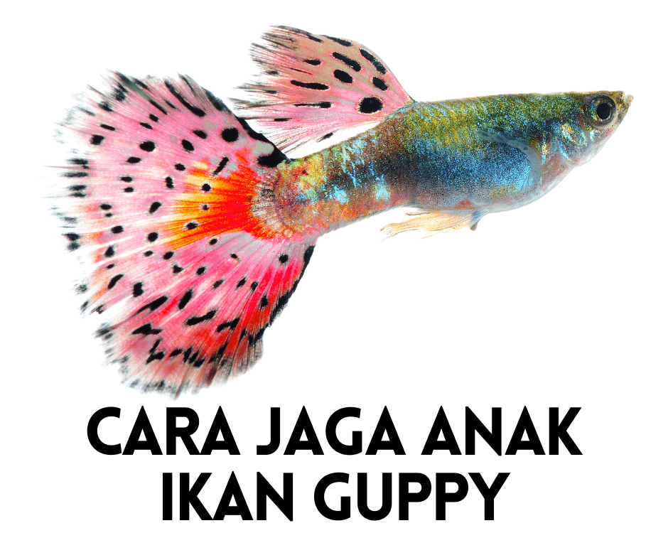 Cara Jaga Anak Ikan Guppy