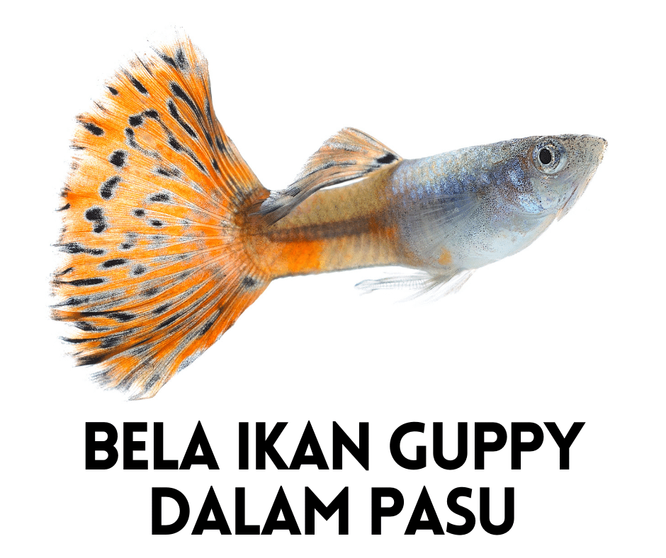 Cara Bela Ikan Guppy Dalam Pasu