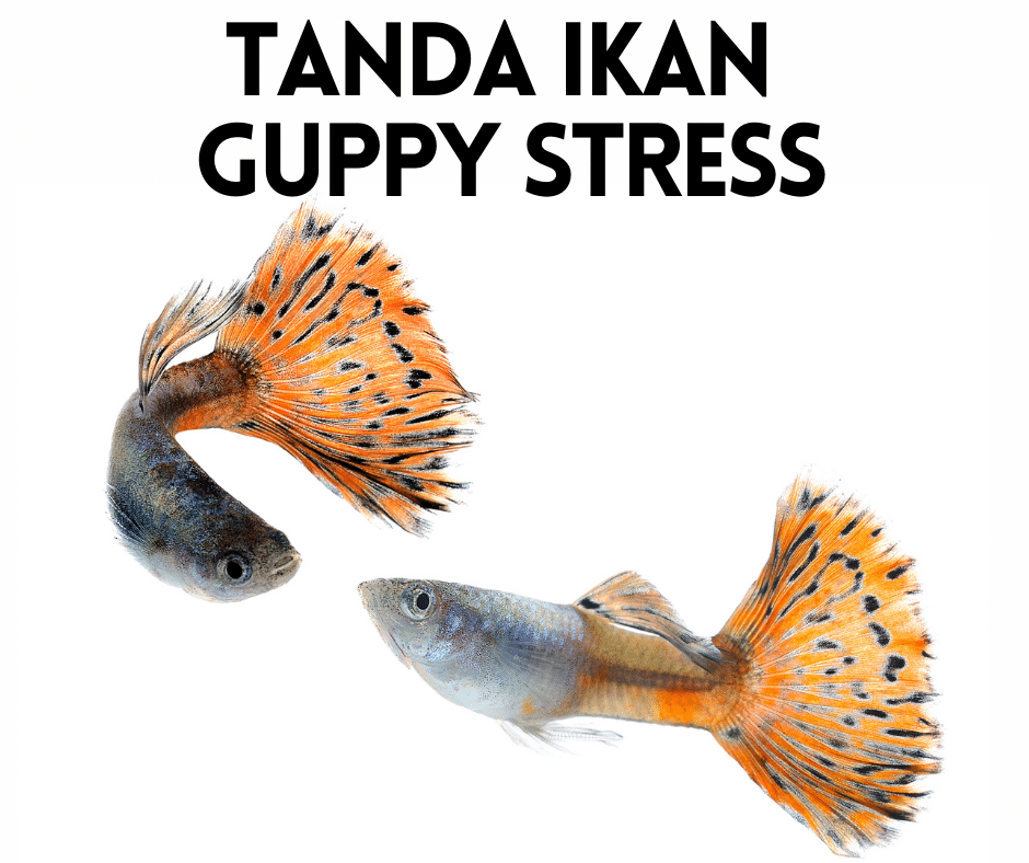 7 Tanda Ikan Guppy Stress Anda Perlu Tahu