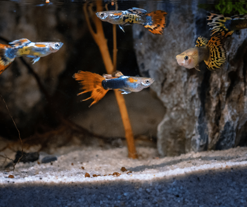 Bela Ikan Guppy Tanpa Oksigen