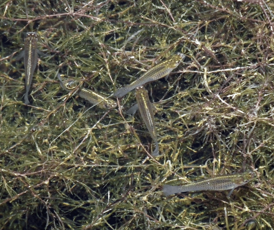 ikan guppy longkang