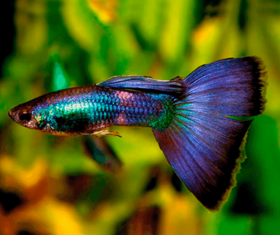 Moscow Guppy