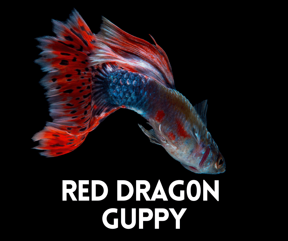 red dragon guppy