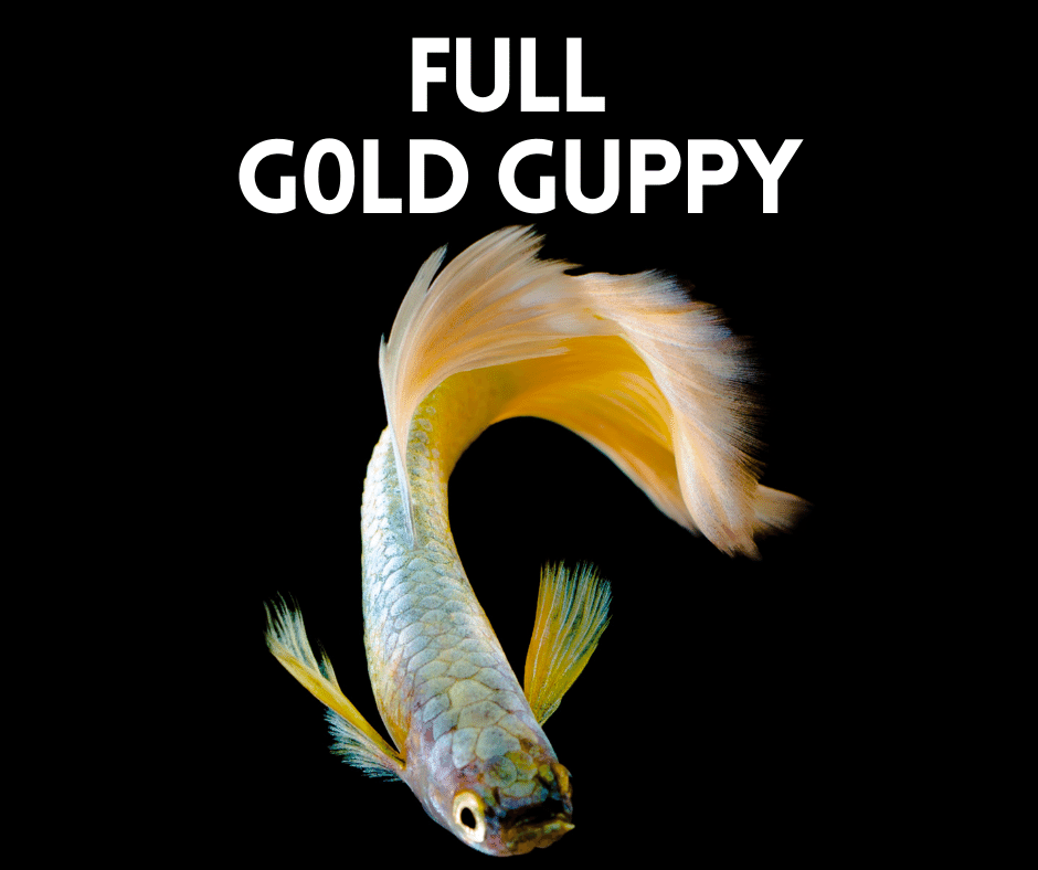 full gold guppy