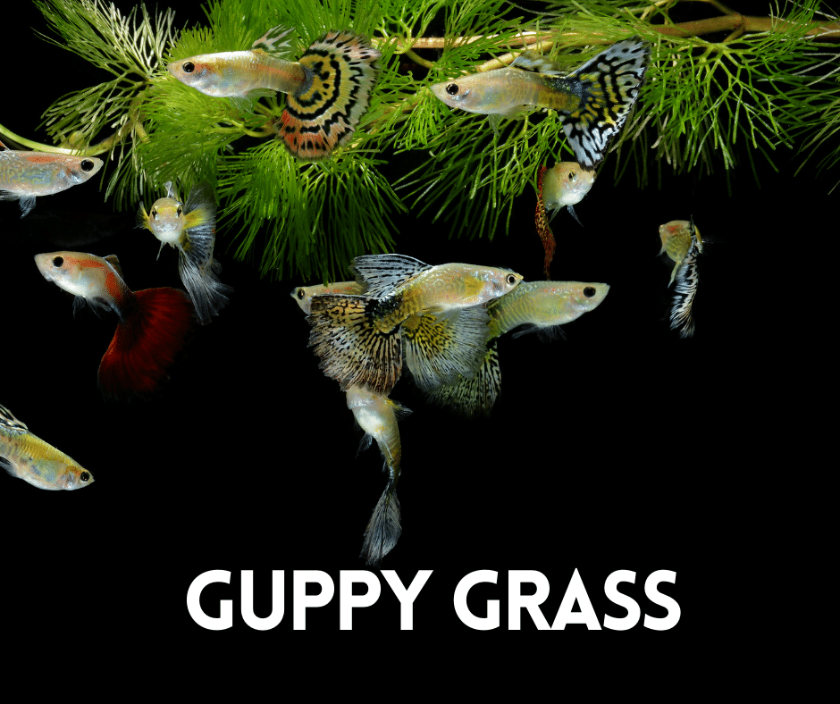 Guppy Grass